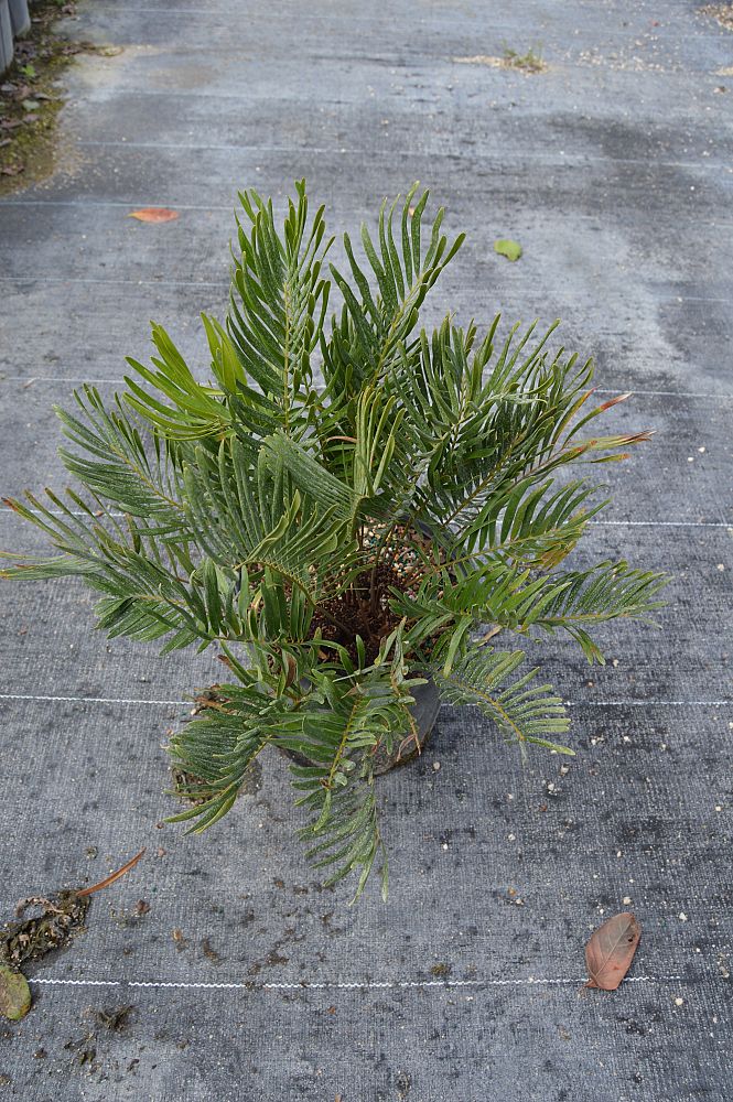 zamia-pumila-zamia-floridana-coontie