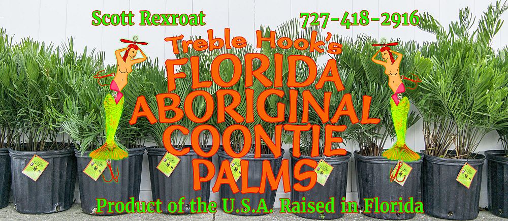 zamia-pumila-zamia-floridana-coontie
