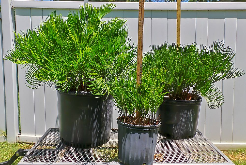 zamia-pumila-zamia-floridana-coontie