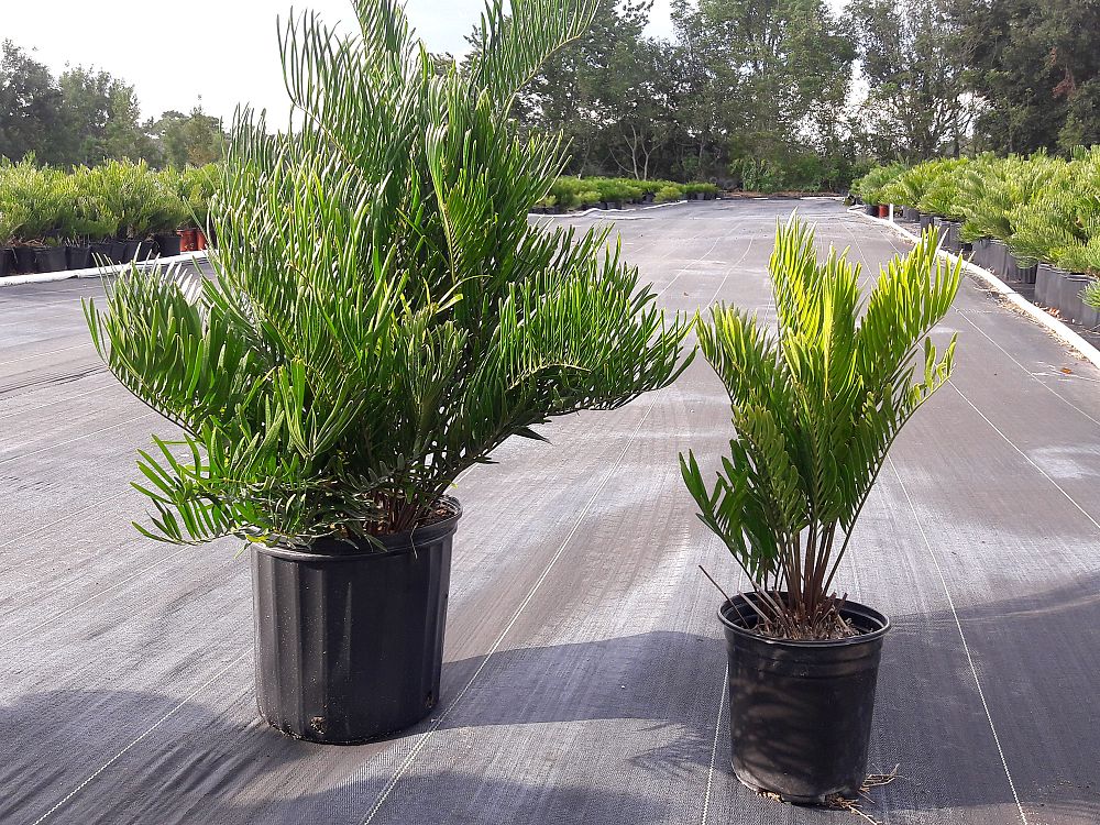 zamia-pumila-zamia-floridana-coontie