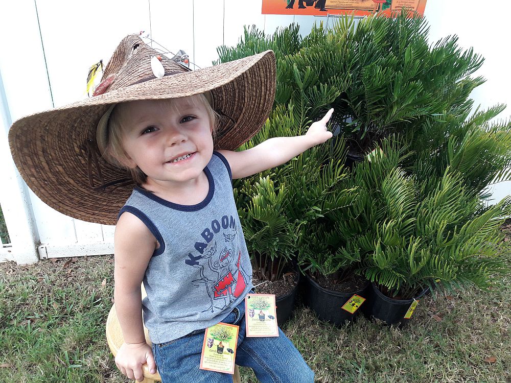 zamia-pumila-zamia-floridana-coontie