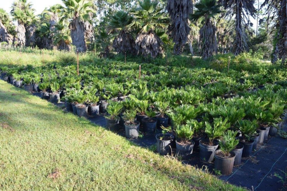 zamia-pumila-zamia-floridana-coontie