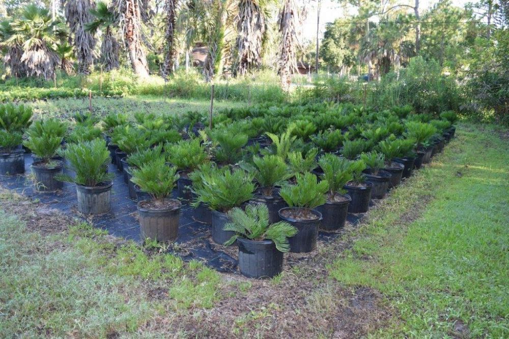 zamia-pumila-zamia-floridana-coontie
