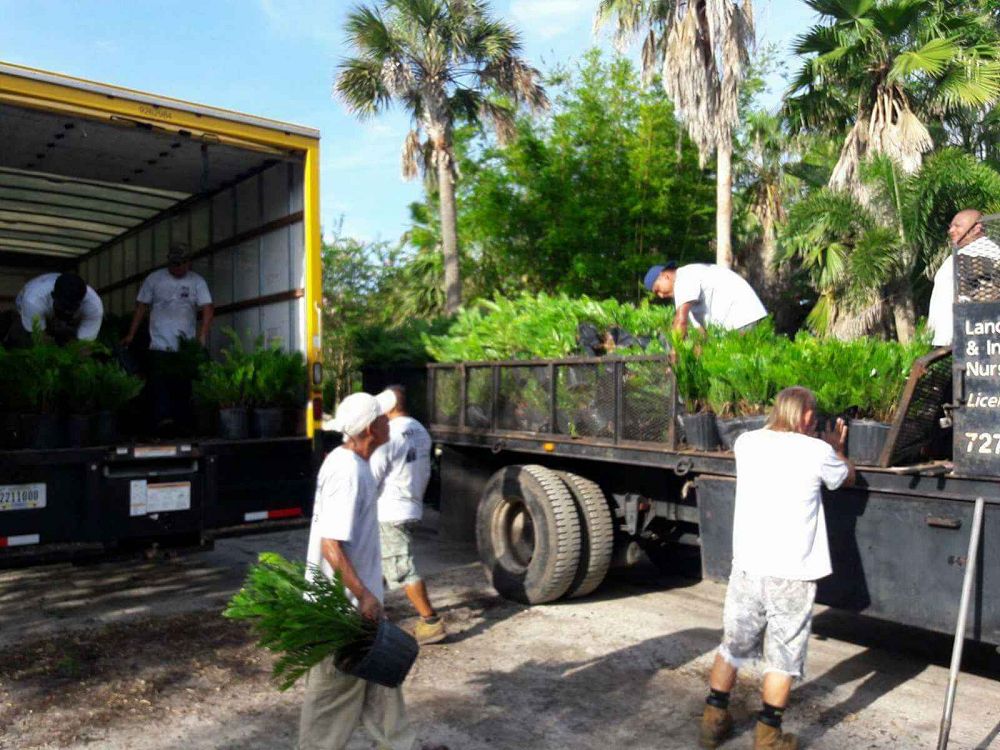 zamia-pumila-zamia-floridana-coontie