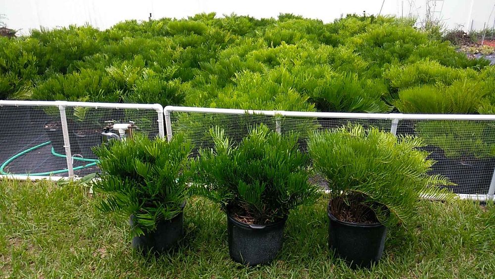 zamia-pumila-zamia-floridana-coontie