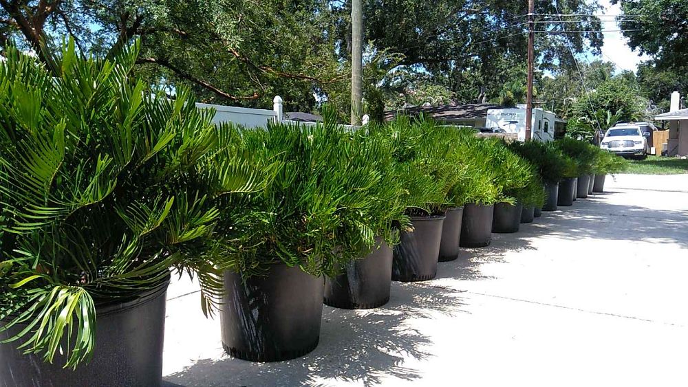 zamia-pumila-zamia-floridana-coontie
