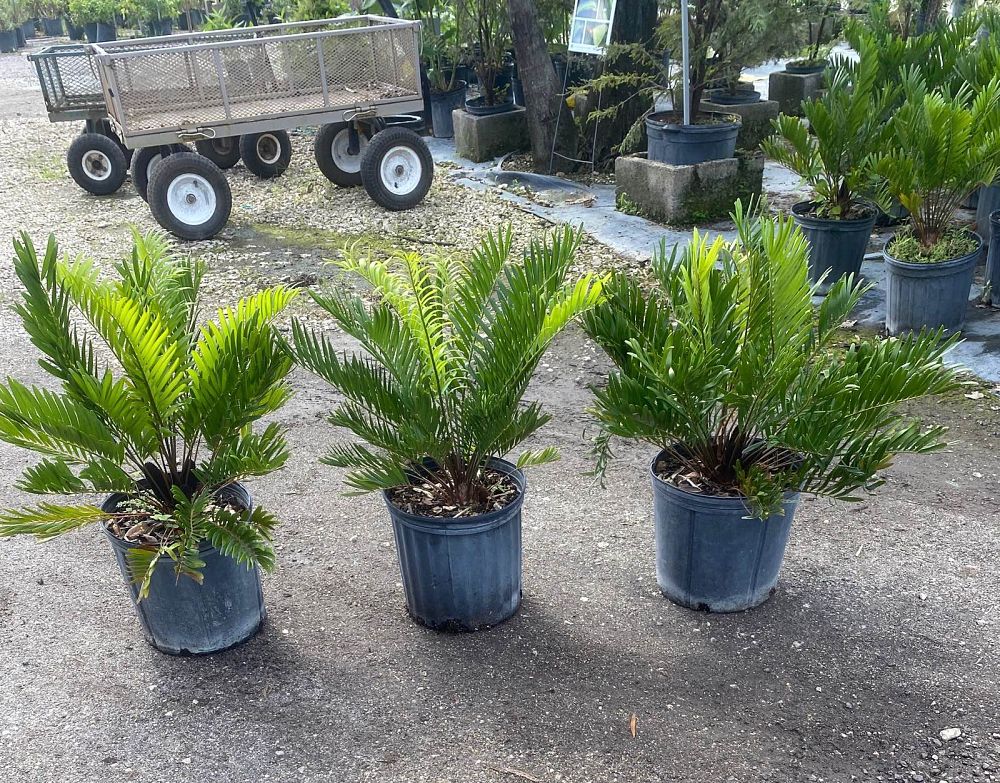 zamia-pumila-zamia-floridana-coontie