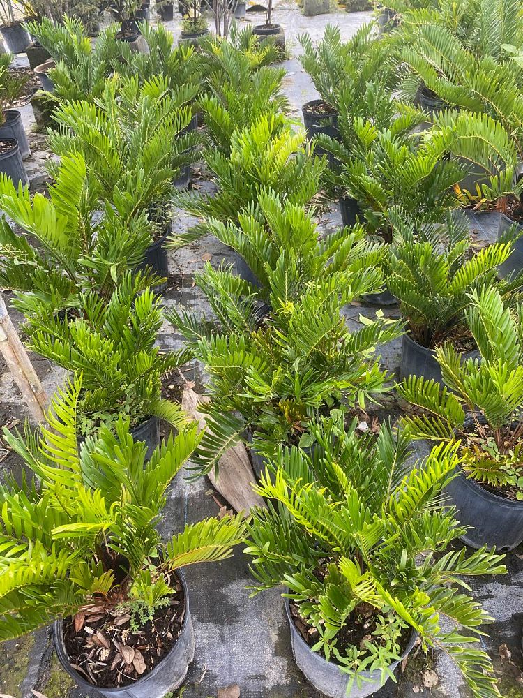 zamia-pumila-zamia-floridana-coontie