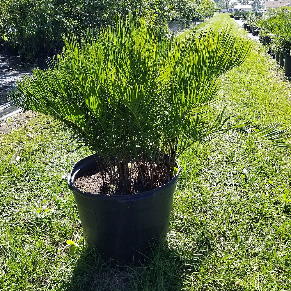 zamia-pumila-zamia-floridana-coontie