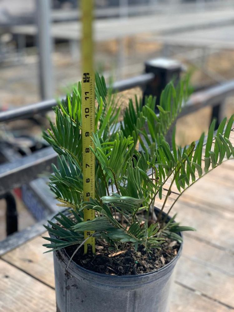 zamia-pumila-zamia-floridana-coontie