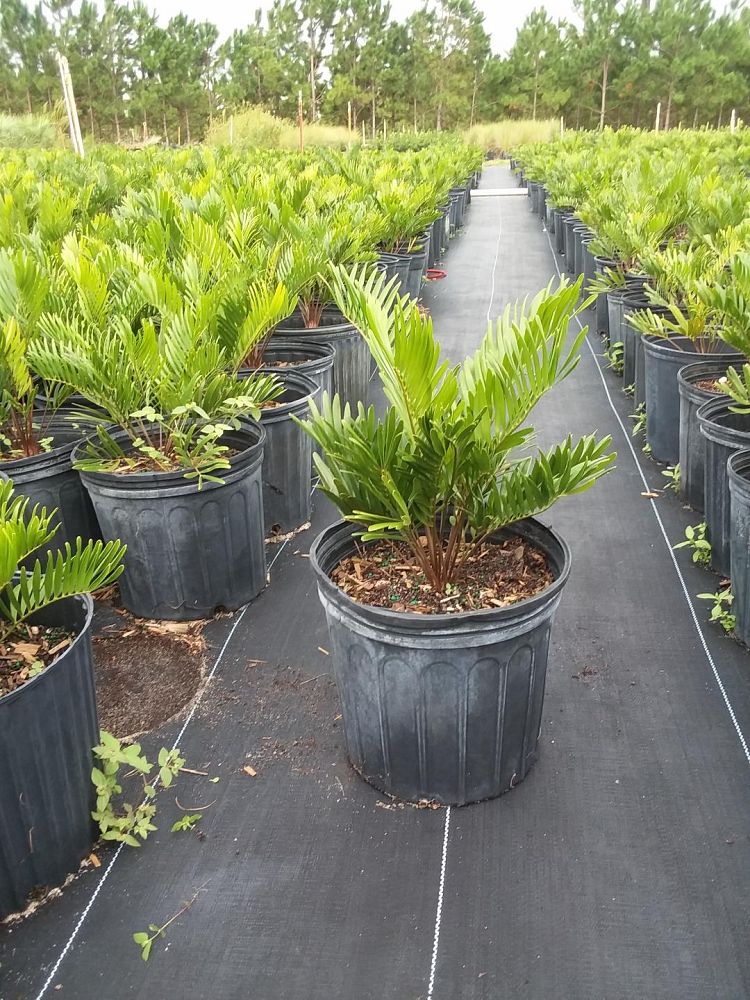 zamia-pumila-zamia-floridana-coontie