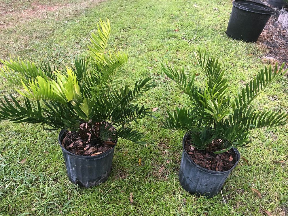 zamia-pumila-zamia-floridana-coontie