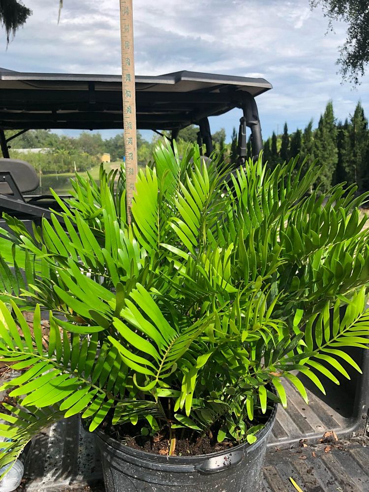 zamia-pumila-zamia-floridana-coontie
