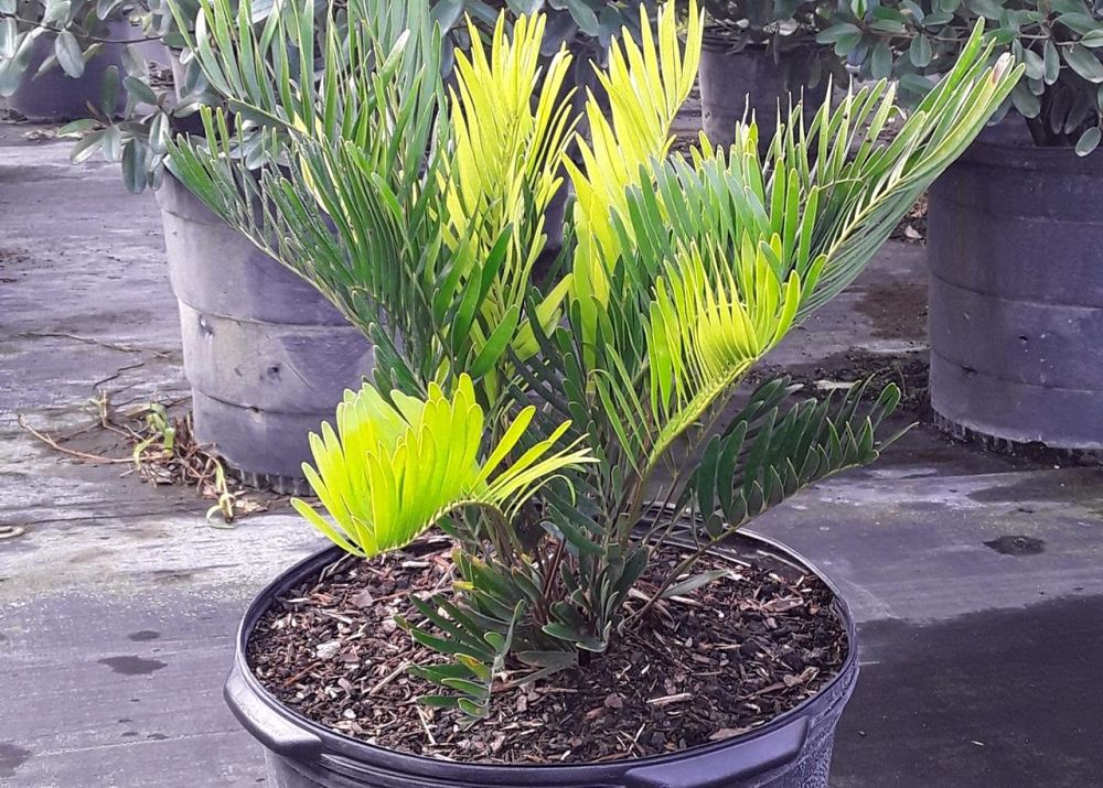 zamia-pumila-zamia-floridana-coontie