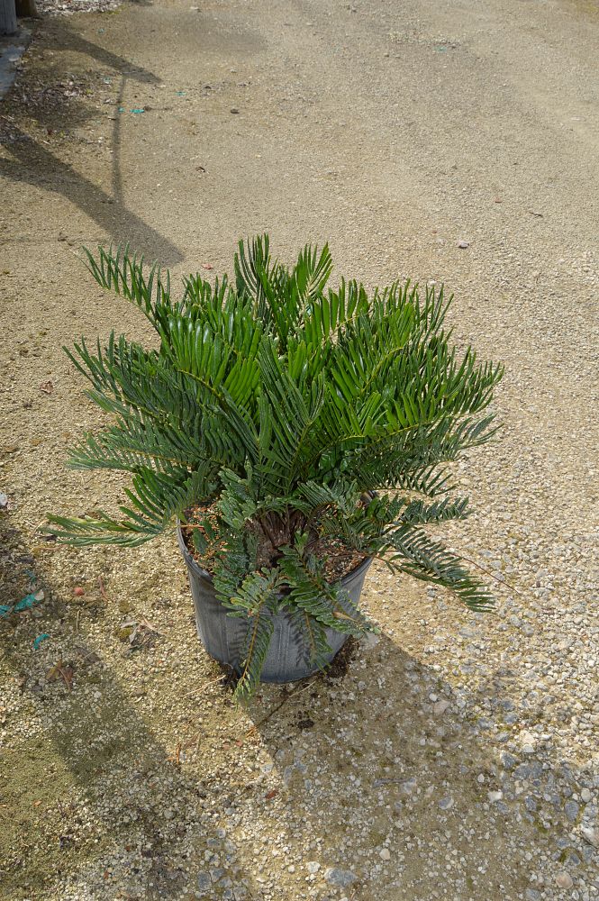 zamia-pumila-zamia-floridana-coontie