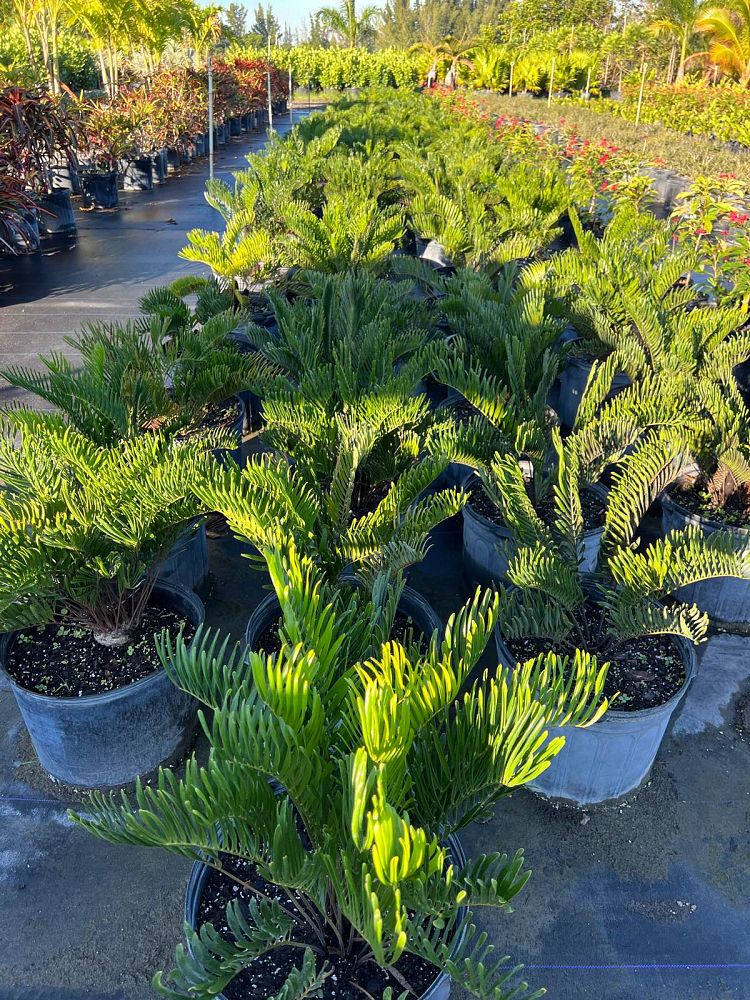zamia-pumila-zamia-floridana-coontie