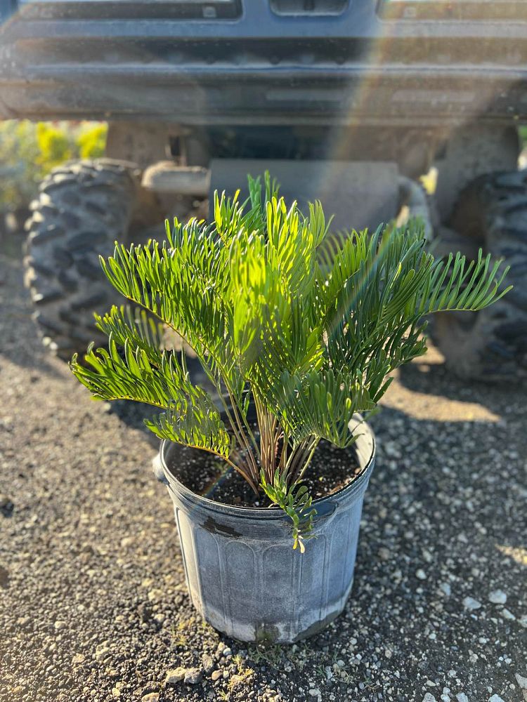zamia-pumila-zamia-floridana-coontie