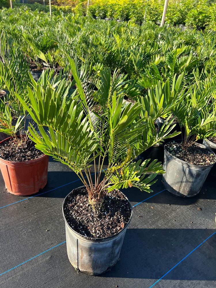 zamia-pumila-zamia-floridana-coontie