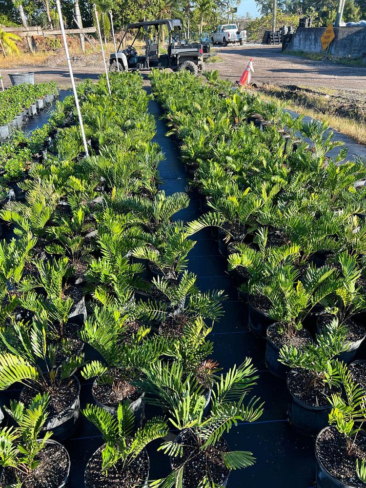 zamia-pumila-zamia-floridana-coontie
