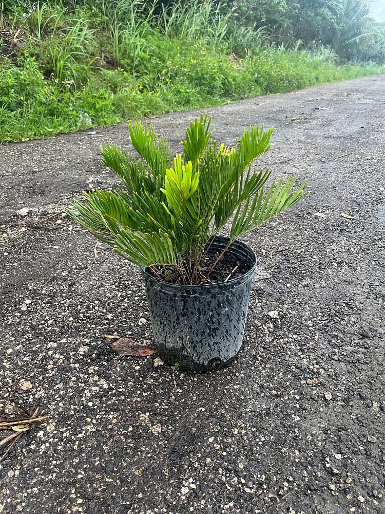 zamia-pumila-zamia-floridana-coontie