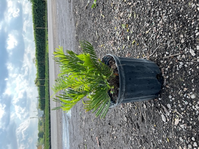 zamia-pumila-zamia-floridana-coontie