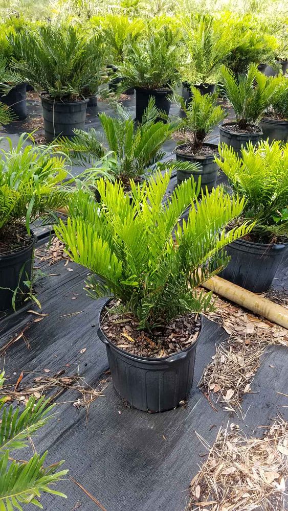 zamia-pumila-zamia-floridana-coontie