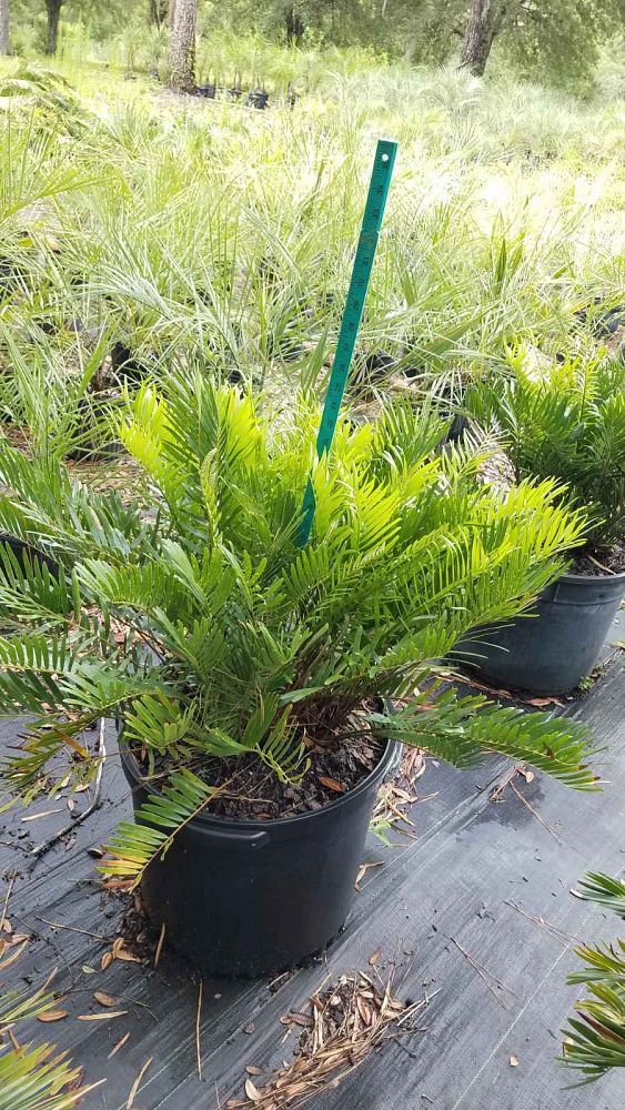 zamia-pumila-zamia-floridana-coontie