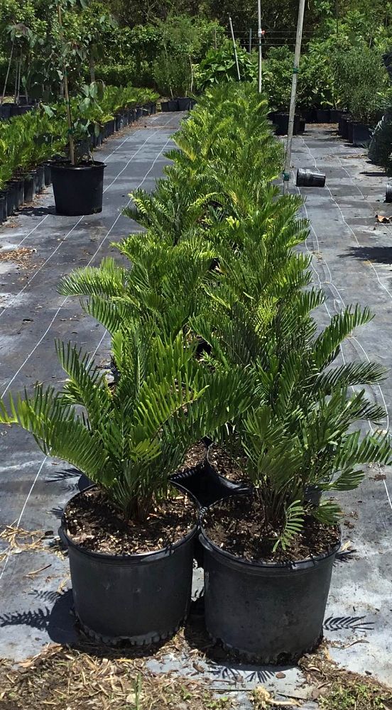 zamia-pumila-zamia-floridana-coontie