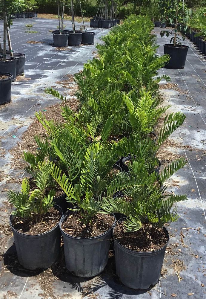 zamia-pumila-zamia-floridana-coontie