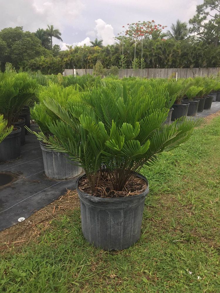 zamia-pumila-zamia-floridana-coontie