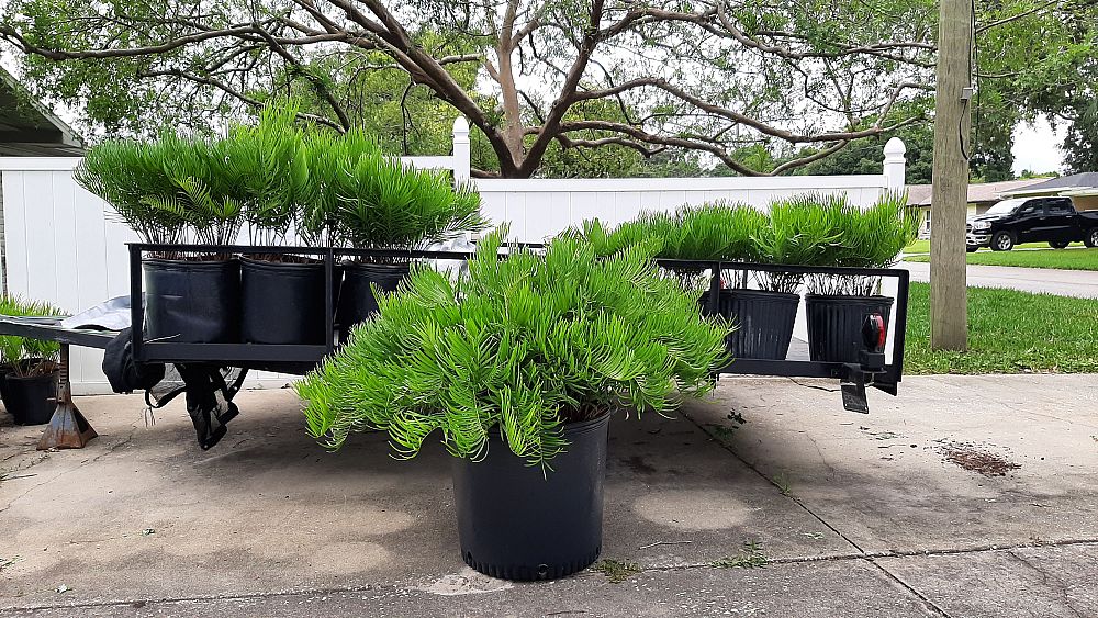 zamia-pumila-zamia-floridana-coontie