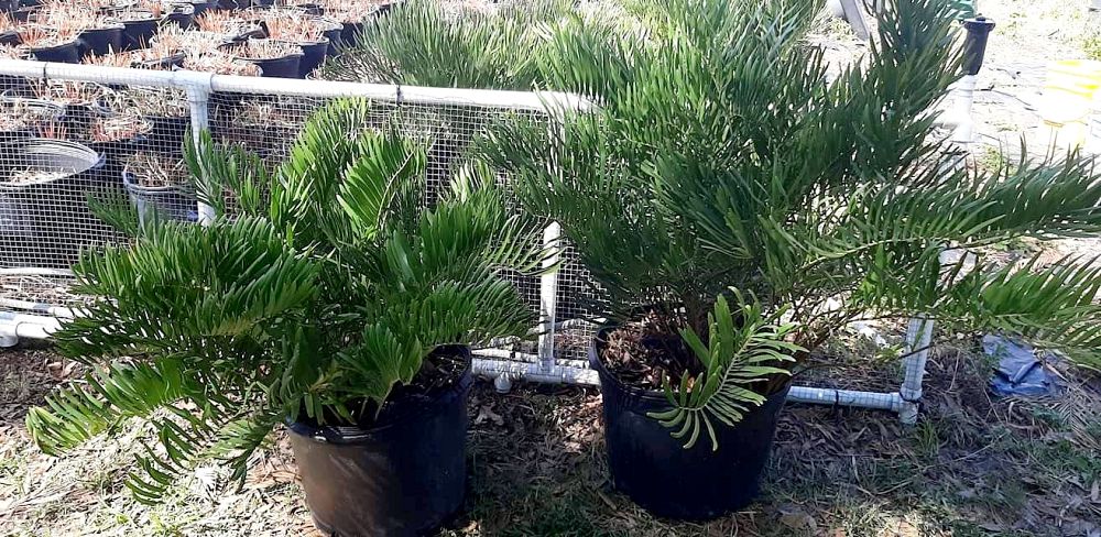zamia-pumila-zamia-floridana-coontie