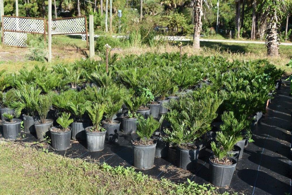 zamia-pumila-zamia-floridana-coontie