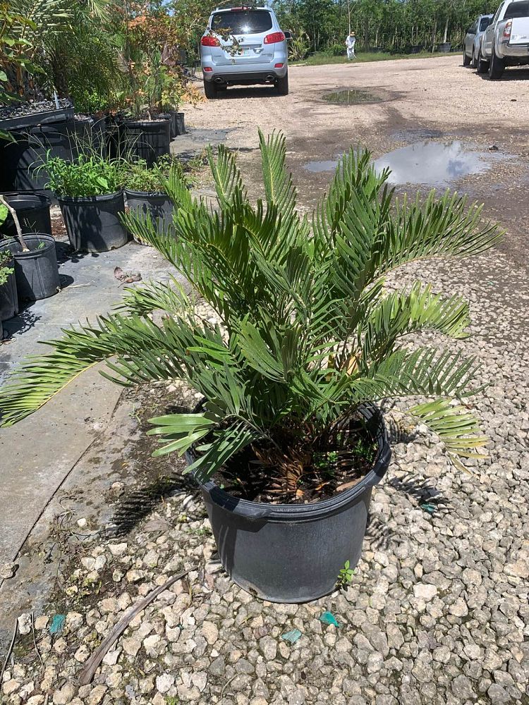 zamia-pumila-zamia-floridana-coontie