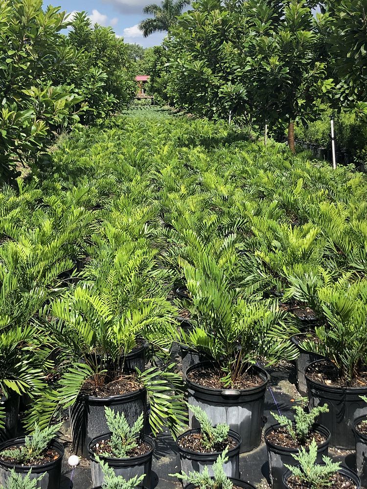 zamia-pumila-zamia-floridana-coontie
