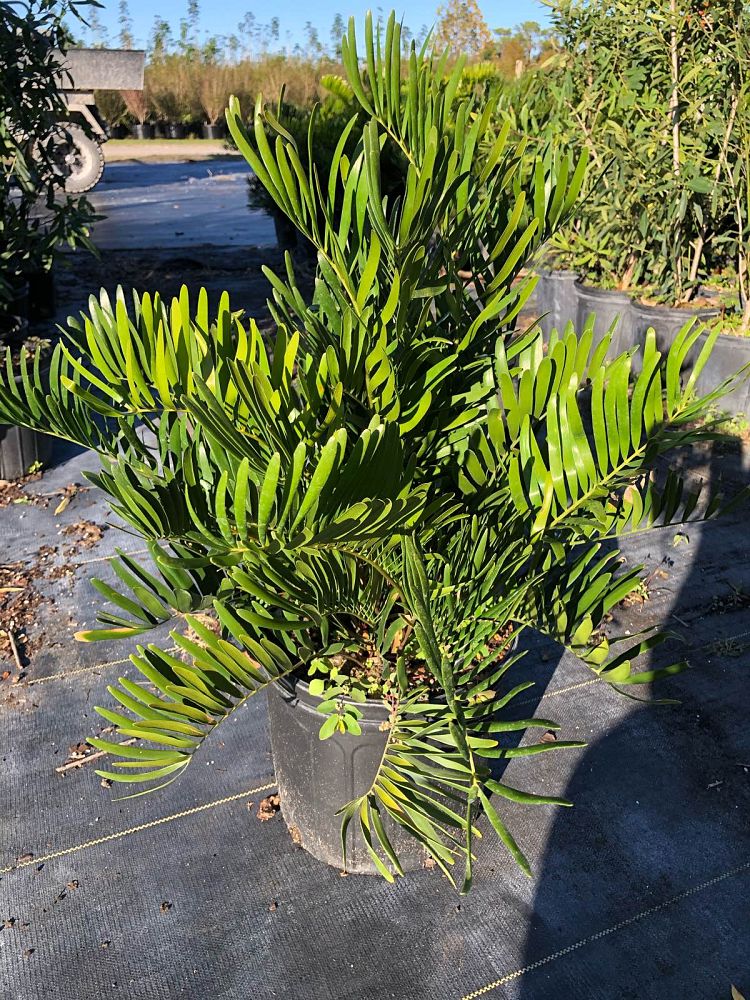 zamia-pumila-zamia-floridana-coontie