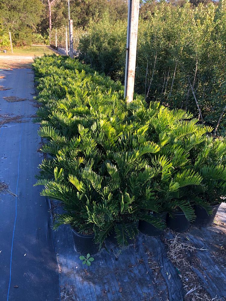 zamia-pumila-zamia-floridana-coontie