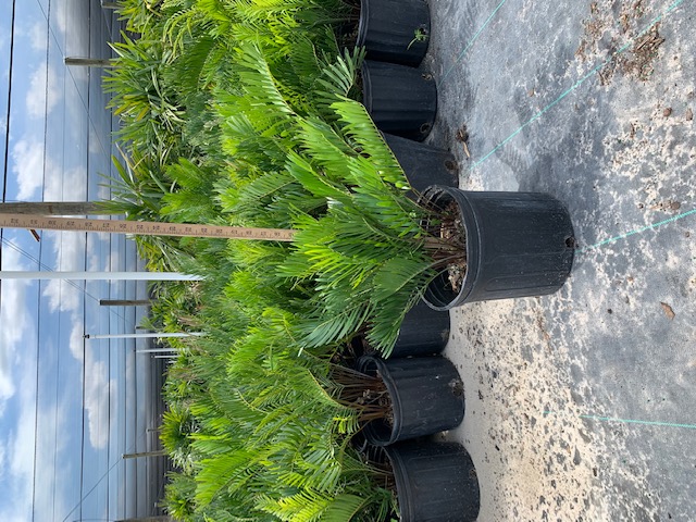 zamia-pumila-zamia-floridana-coontie