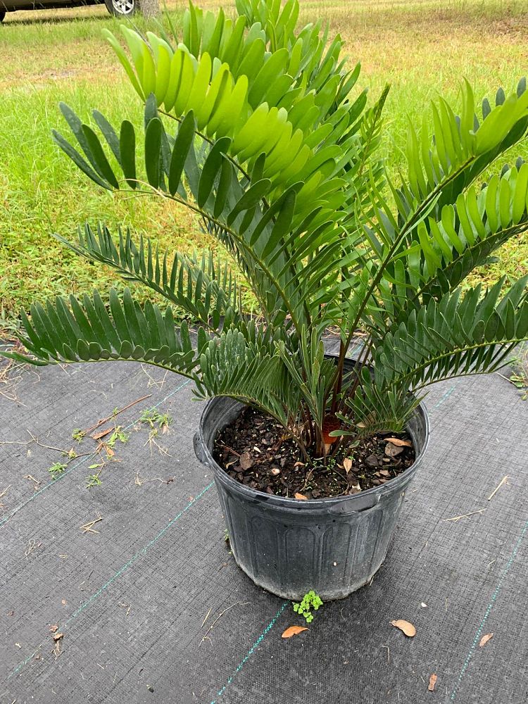 zamia-pumila-zamia-floridana-coontie