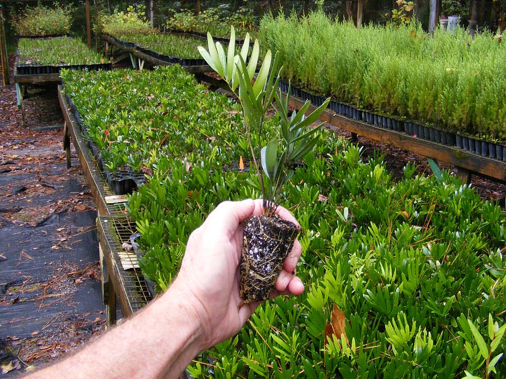 zamia-pumila-zamia-floridana-coontie