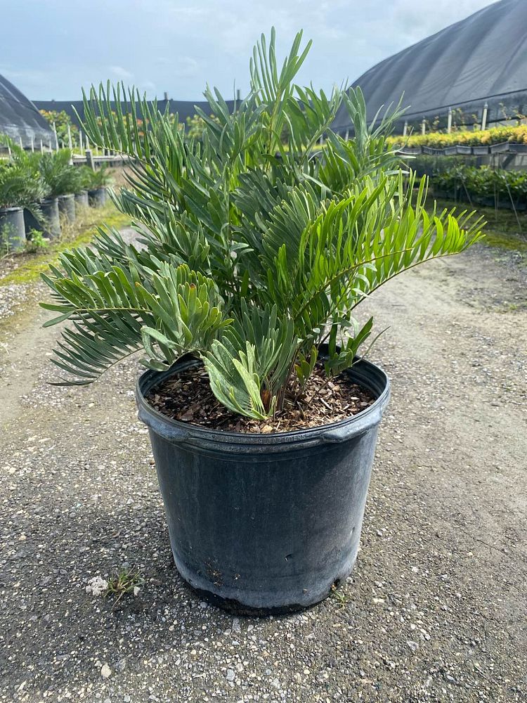 zamia-pumila-zamia-floridana-coontie