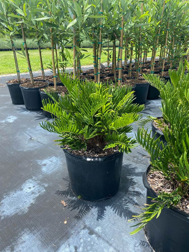 zamia-pumila-zamia-floridana-coontie