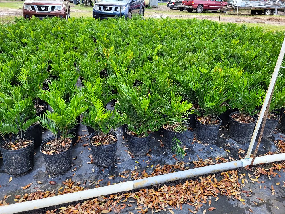 zamia-pumila-zamia-floridana-coontie