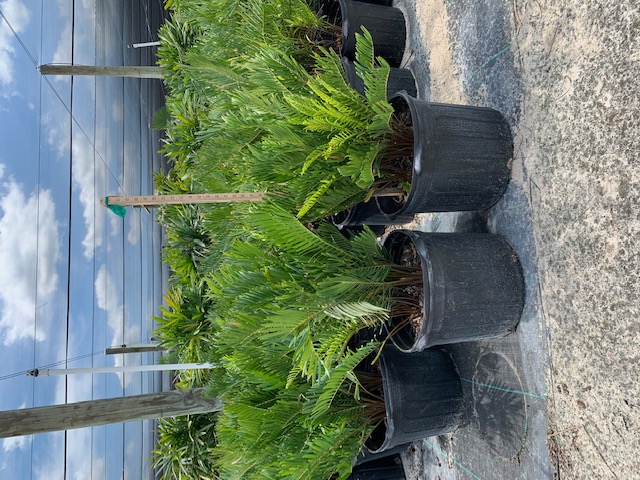 zamia-pumila-zamia-floridana-coontie