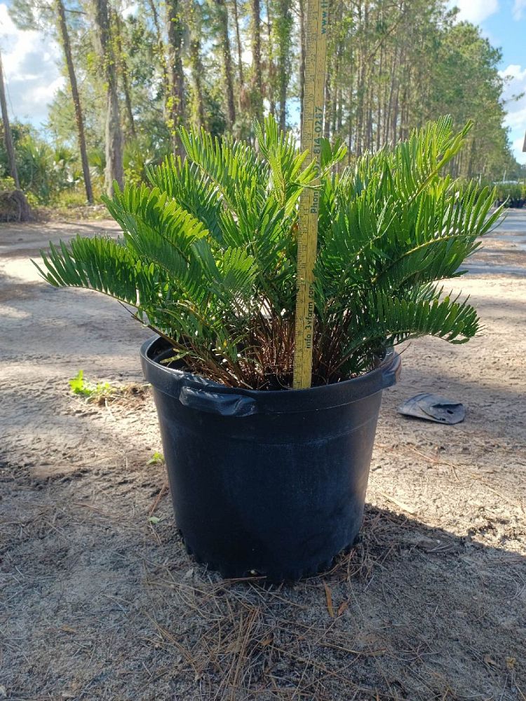 zamia-pumila-zamia-floridana-coontie