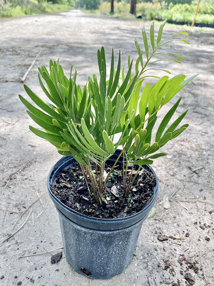 zamia-pumila-zamia-floridana-coontie
