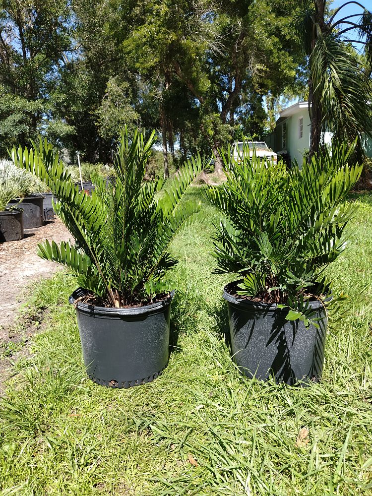 zamia-pumila-zamia-floridana-coontie