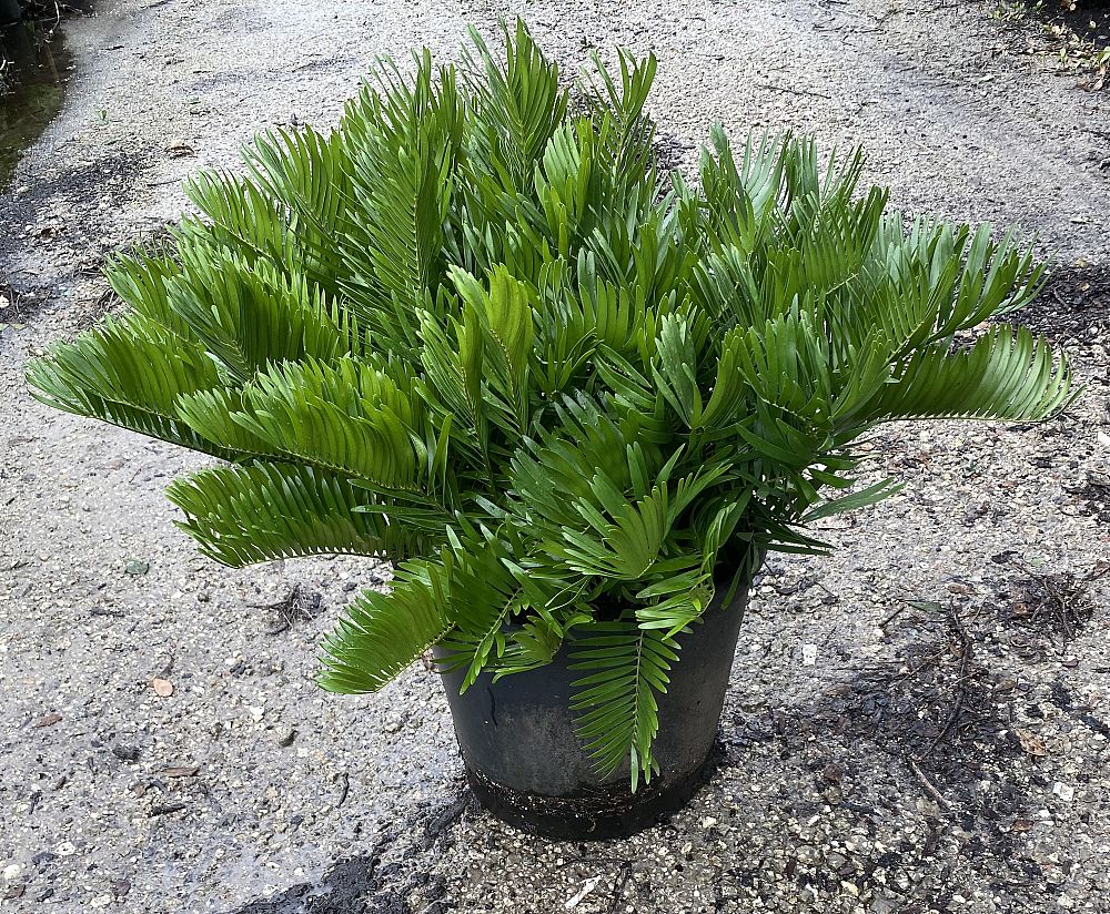 zamia-pumila-zamia-floridana-coontie