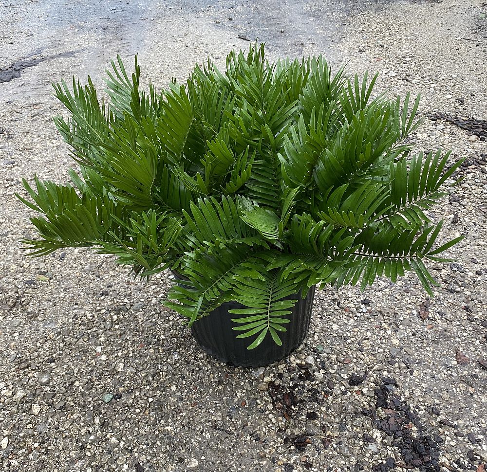 zamia-pumila-zamia-floridana-coontie