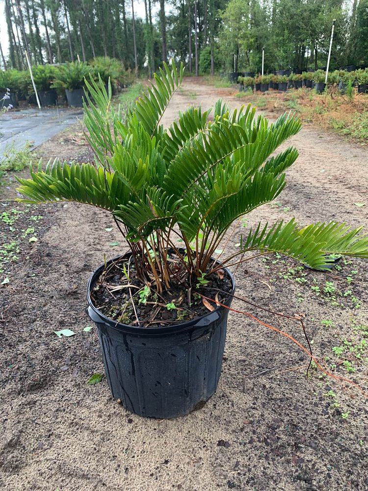 zamia-pumila-zamia-floridana-coontie